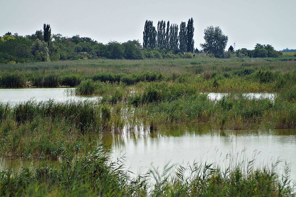 Al wasit wetland nature reserve