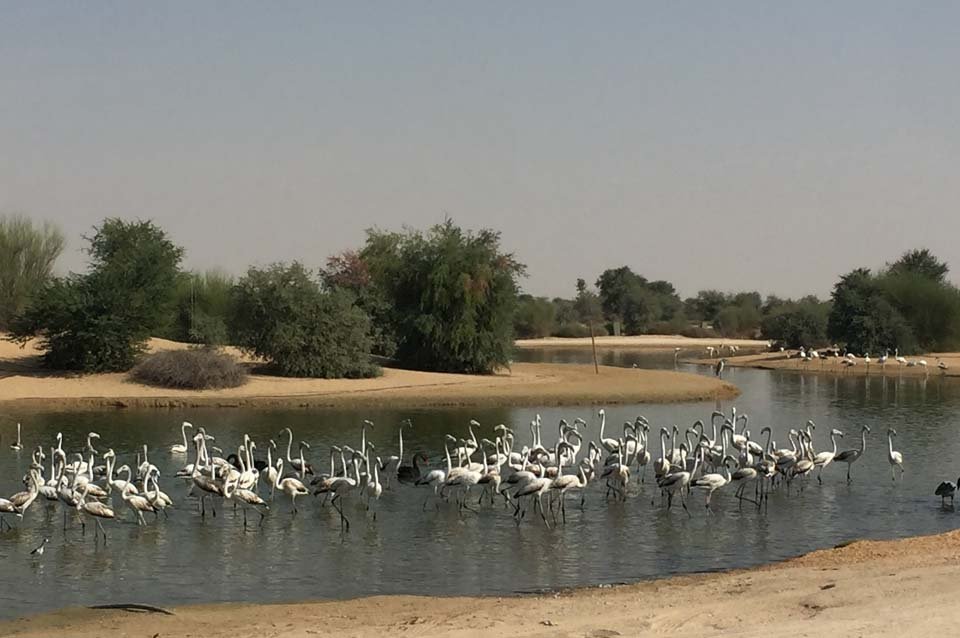 Al Qudra Lake, Dubai