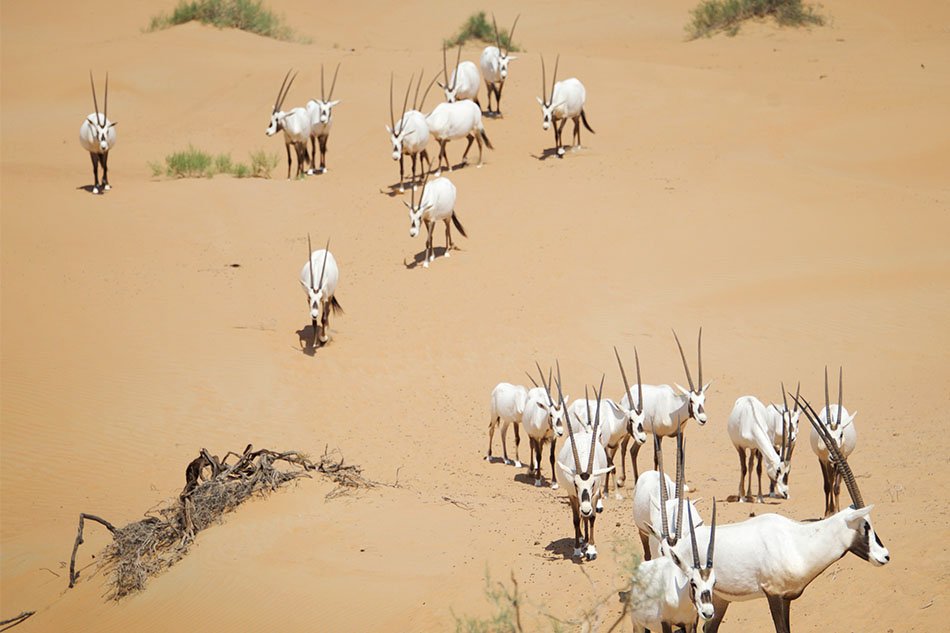 Dubai Desert Conservation Reserve