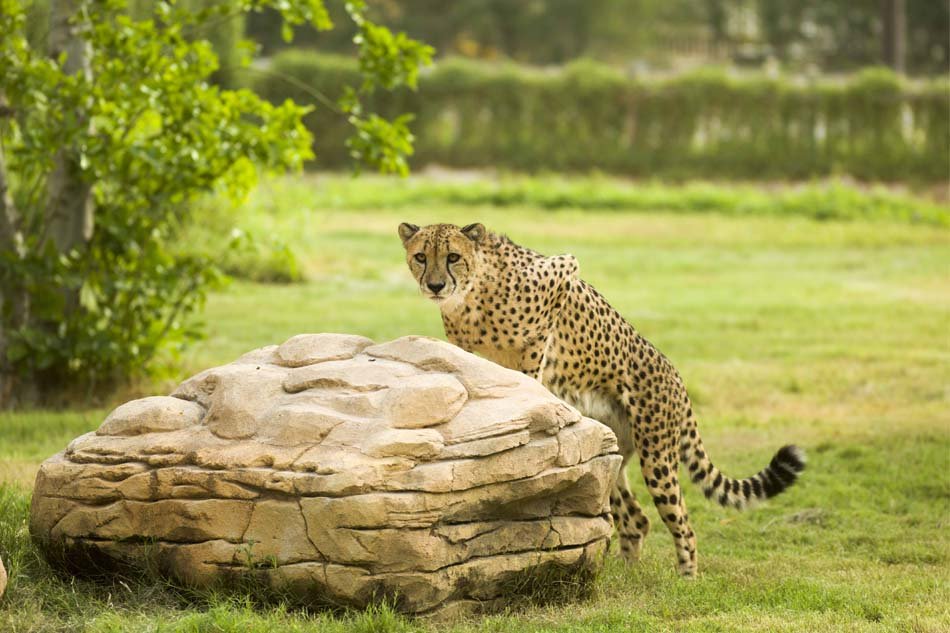 Dubai Safari Park