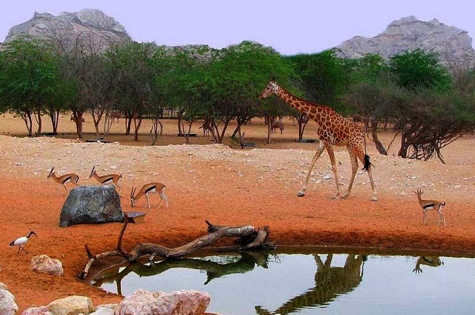 Al-Ain Zoo